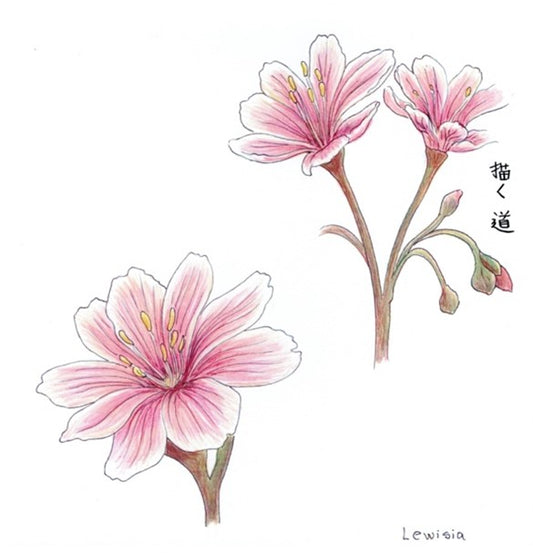 Lewisia y Helleborus