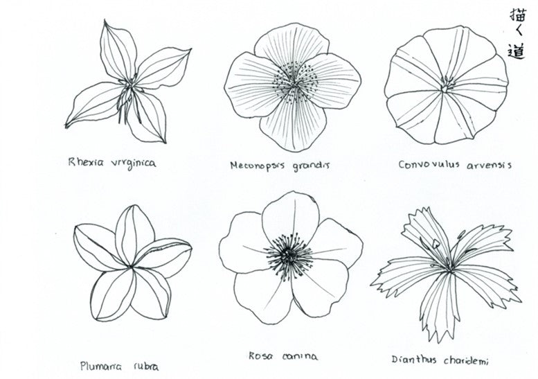 Geometría sagrada: Flora en 4 y 5