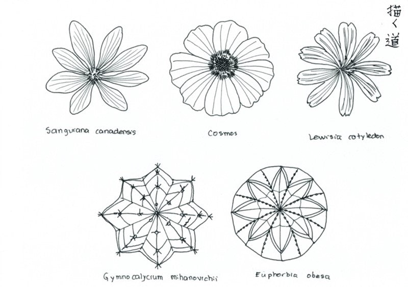 Geometría sagrada: Flora en 8