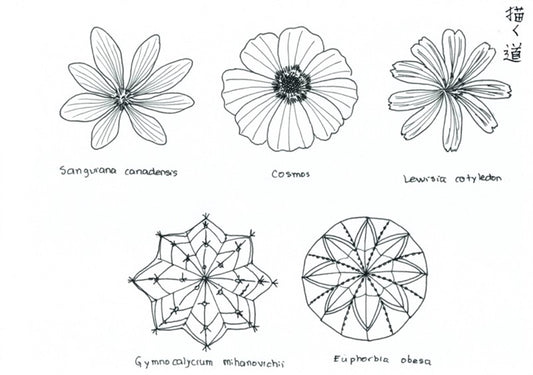 Geometría sagrada: Flora en 8